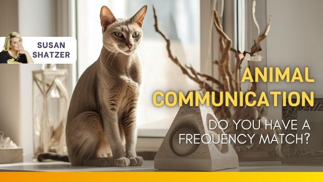 Animal-Communication_-Do-You-Have-A-Frequency-Match