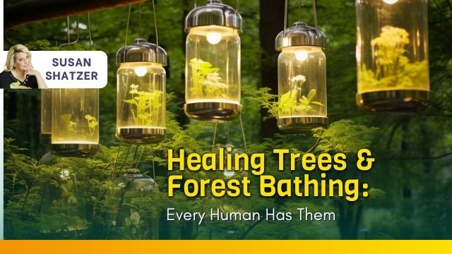 Healing-Trees-_-Forest-Bathing_-Every-Human-Has-Them